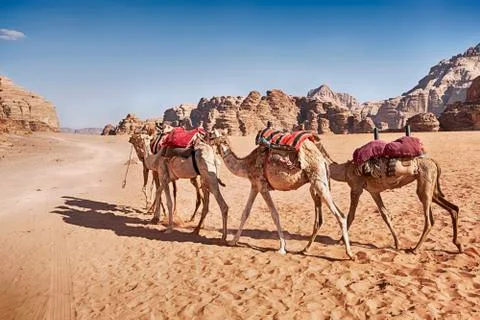 Three Camel Caravan Foto stock