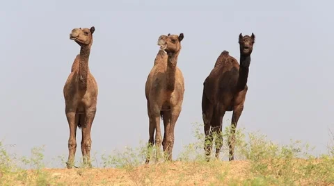 Three camel eating grass in the desert. Pushkar, Rajasthan, India Stock Footage 44019566
