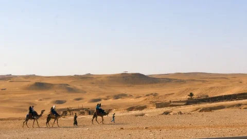 Three camels in the desert next to the Pyramids of Giza Stock Footage 96214995