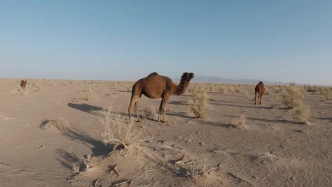 Three camels in dry desert scrub under hard sun Stock Footage 319794468