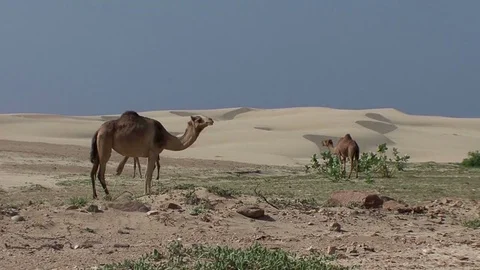 Three camels feeding in a desert 動画素材 70918236