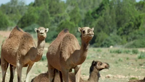Three camels Stock Footage 238626776