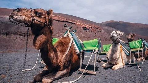 Three Camels infront of a volcano at the Timanfaya national park in Lanzarote Stock Footage 89146730