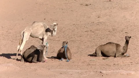Three camels lying on the sand in the desert Stock Footage 76433463