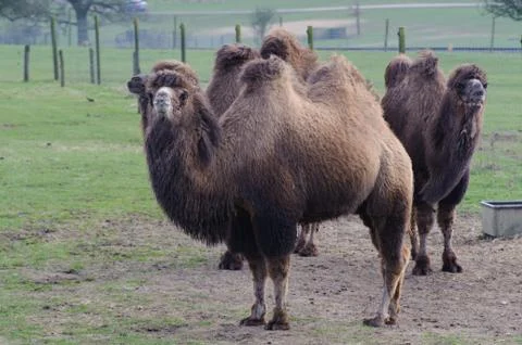 Three camels Stock Photos