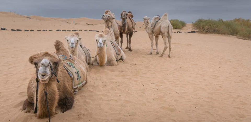 Three camels posing in the desert, Inner-Mongolia, China. Stock Photos