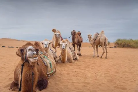Three camels posing in the desert, Inner-Mongolia, China. Stock Photos