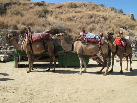 Three camels ready to load Stock Photos