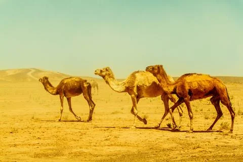 Three camels running Stock Photos