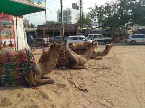 Three camels sitting sand in Pushkar, Rajasthan, India Фото