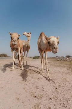 Three camels stand in the desert under the rays of the sun in Dubai. Stock Photos