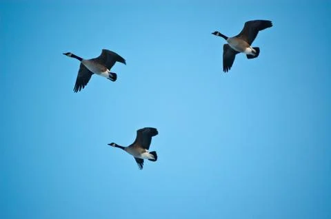 Three Canada Geese in Flight Stock Photos