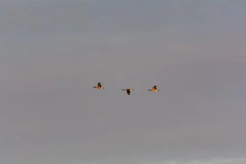 Three Canada Geese in Flight Stock Photos