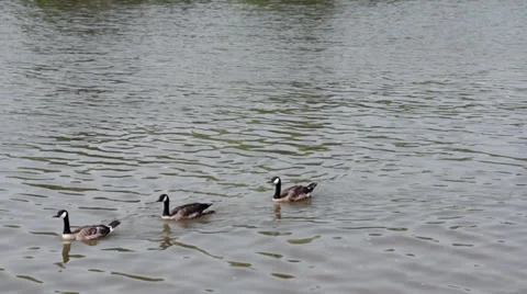 Three Canada Geese Stock Footage 30325721