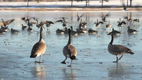 Three Canada geese on frozen lake in Stock Video Pond5