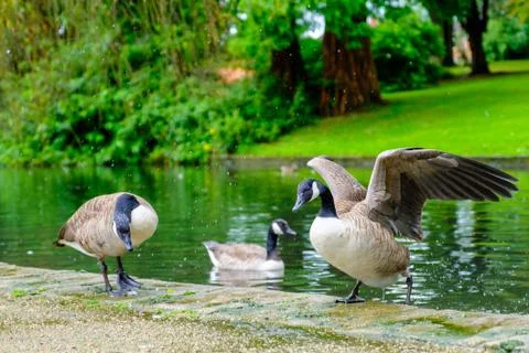 Three Canada Geese in a pond Stock Photos