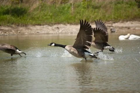 Three Canada Geese Taking Off From A Pond Stock Photos
