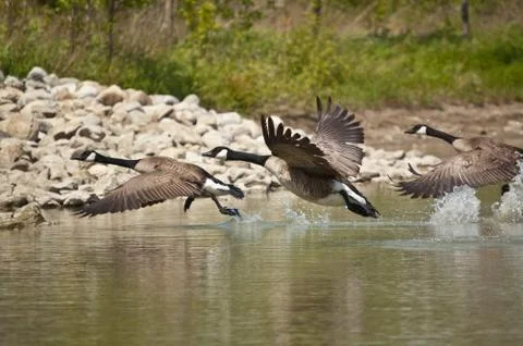 Three Canada Geese Taking Off from a Pond Stock Photos