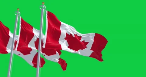 Three Canada national flags waving isolated on a green background Stock Footage 239728356
