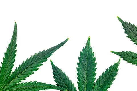Three Cannabis marihuana leafs isolated on white background Stock Photos