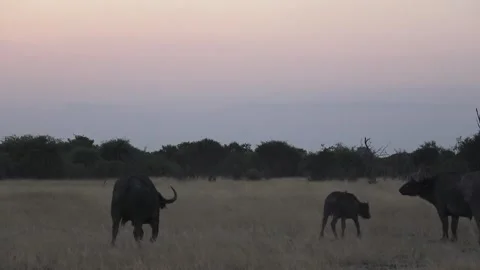 Three Cape buffalo move left‑to‑right; calf centered between adults 스톡 동영상 319428067