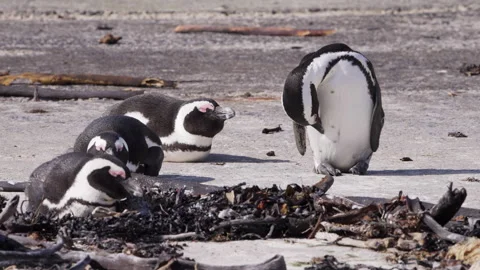 Three Cape Penguins Sleep, One Preens Nearby. Stock Footage 308724406
