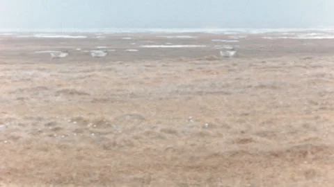 Three Caribou Walking Across Desolate Tundra In Alaska United States 1950s 動画素材 348922600