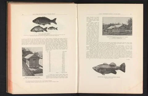 Three carp and exterior of the provincial institute for salmon education; ... Stock Photos
