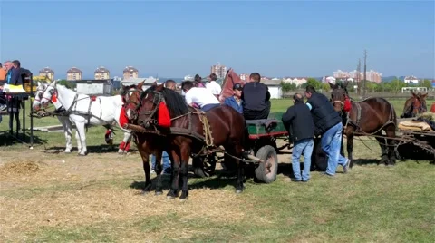 Three carriages with brown and one white pair of horses, 4K Stock Footage 55578934