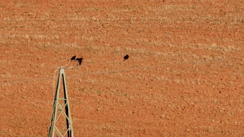 Three carrion crows sitting on a power line, one bird taking off, flying away Video stock 139604845