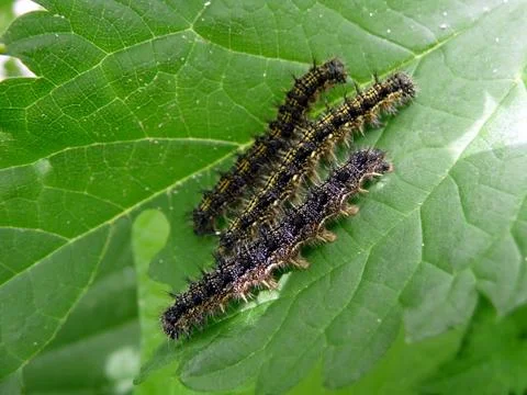 Three caterpillars Foto stock