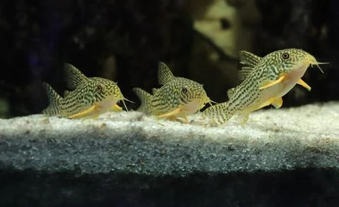 Three catfish stand in a row on a bottom of white sand Stock Photos