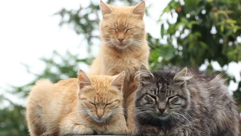 Three cats are resting on the background of green trees Stock Footage 97894924