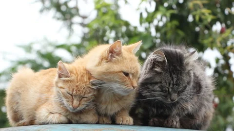 Three cats are resting on the background of green trees Stock Footage 265200027