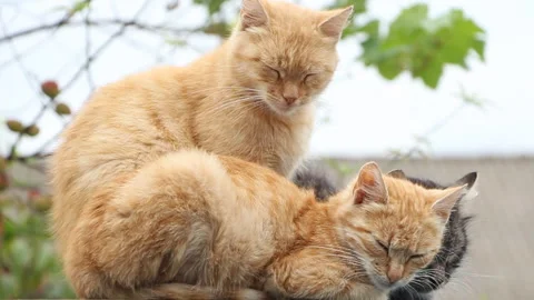 Three cats are resting Stock Footage 97896936