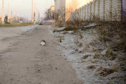 Three cats are sitting on the ground Stock Photos