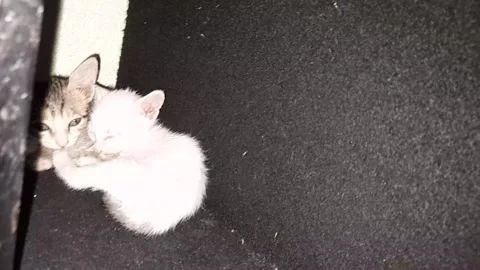 The three cats are sleep on table , Beautiful kittens sleeping in wooden box 스톡 동영상 213194295