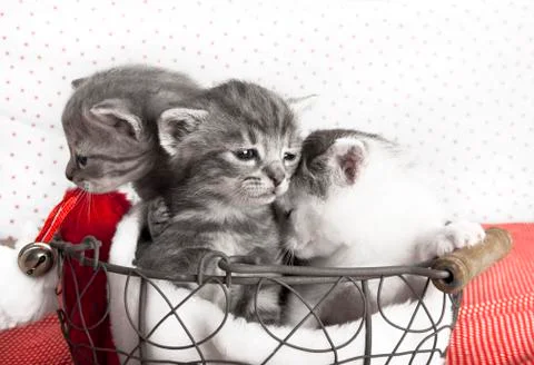 Three cats babies 写真素材