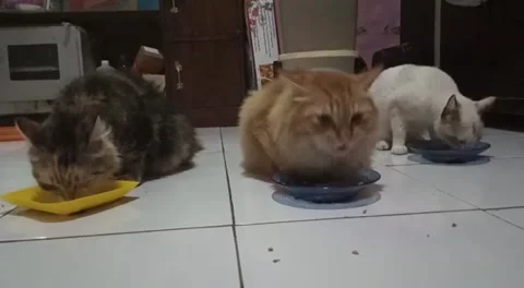 Three Cats Breakfast Stock-Footage 171600118
