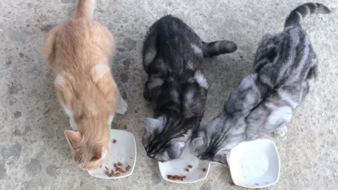 Three cats compete who will eat the food faster. Competitions between cats Stock Footage 159976635