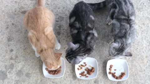 Three cats compete who will eat the food faster.Three cats Stock Footage 161240596