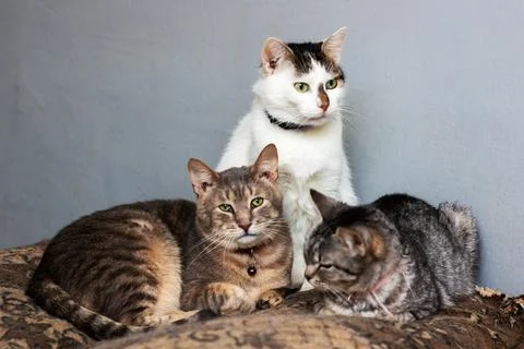 Three cats cuddled together on couch, cozy group bond with varied coats and r Stock Photos