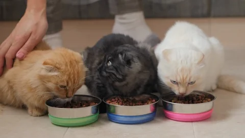 Three cats eat dry food from metal bowls Stock Footage 123764228