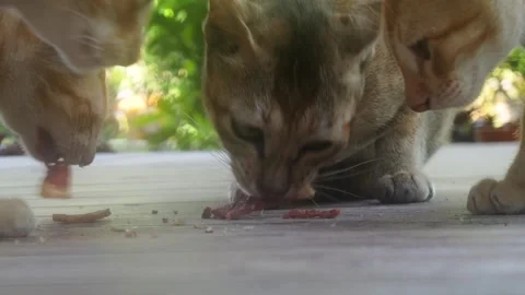 Three Cats Eating Dinner Together On A Tropical Island In The Maldives Stock Footage 295034074