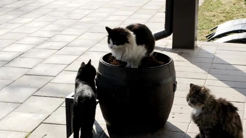 Three cats Stock Footage 181019515