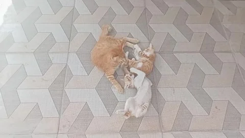 Three Cats Stock Footage 242396212