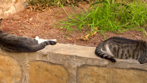 Three cats in a garden slow tracking shot Video stock 201866578