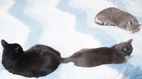 Three cats lie on the bed. Stock Photos