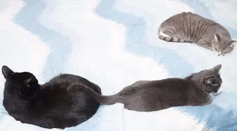Three cats lie on the bed. Stock Photos