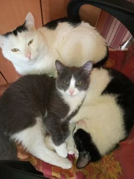 Three cats Stock Photos